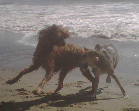 Dogs rule the beach!
